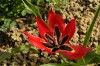 Tulipe d'Agen photo 1