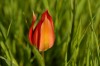 113_tulipe_d_agen photo 2