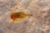 119_triops_cancriforme photo 2