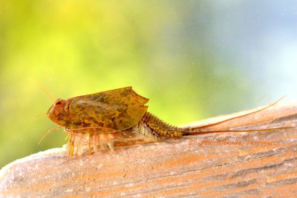 Triops cancriformis : grand triops