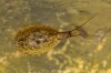 Lepidurus couesii photo 1