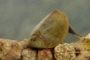 Lepidurus couesii photo 3