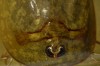Lepidurus couesii photo 2
