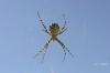 71_l_argiope_lobee photo 1