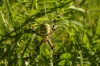 73_l_argiope_fasciee photo 1