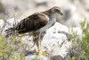 Aigle_bonelli photo 1