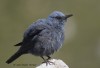 Le Monticole bleu photo 1