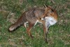 Le_renard_roux photo 4